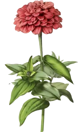 flower img 